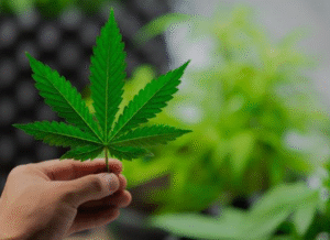 thc vape